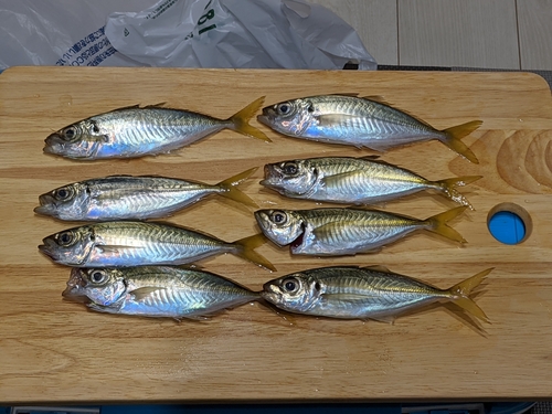 アジの釣果