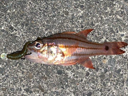 ネンブツダイの釣果