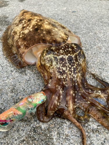 コブシメの釣果