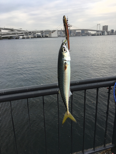 サバの釣果