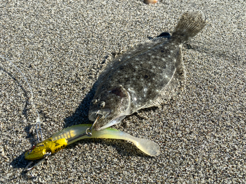 ソゲの釣果