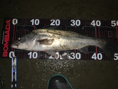 フッコ（マルスズキ）の釣果