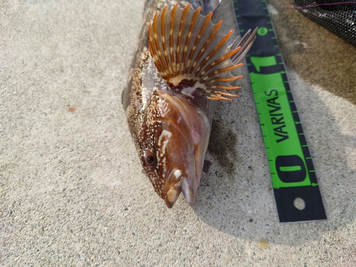 アイナメの釣果