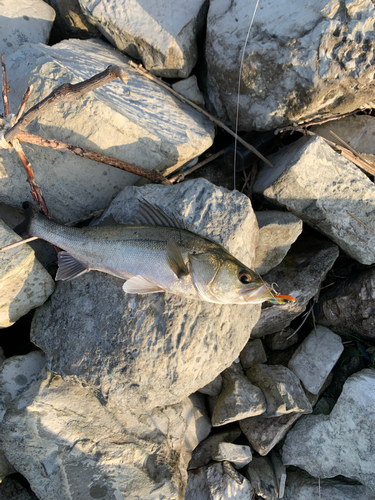 シーバスの釣果