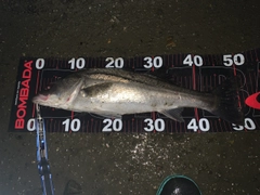 フッコ（マルスズキ）の釣果