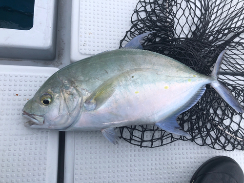 ナンヨウカイワリの釣果