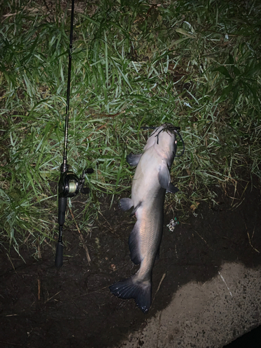 アメリカナマズの釣果