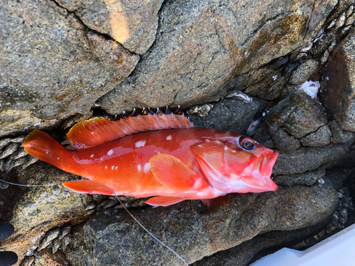 アカハタの釣果