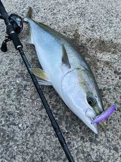 ハマチの釣果