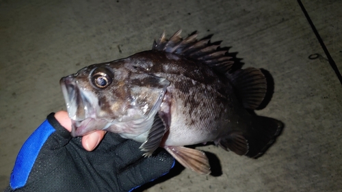 クロソイの釣果