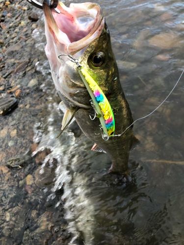 スズキの釣果