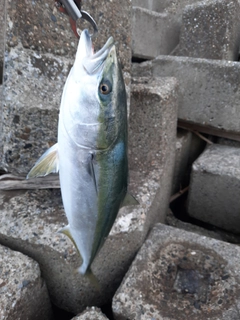 ワラサの釣果