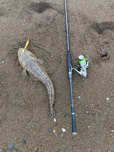 マゴチの釣果