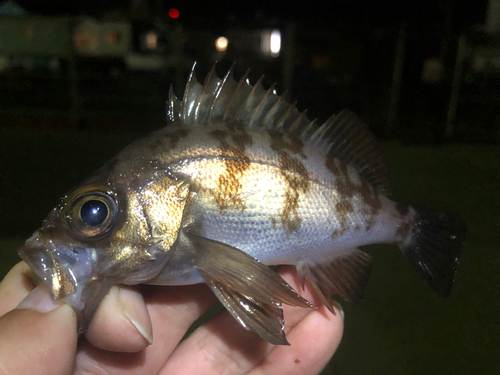 メバルの釣果