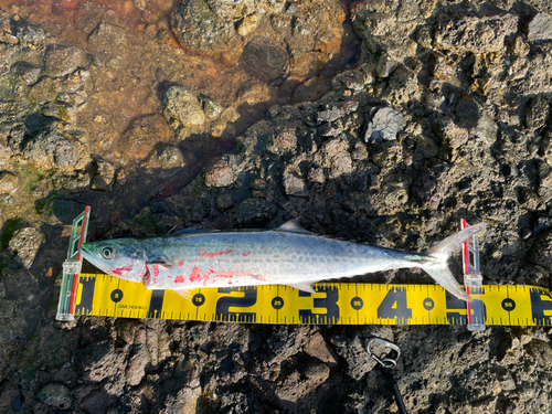 サゴシの釣果