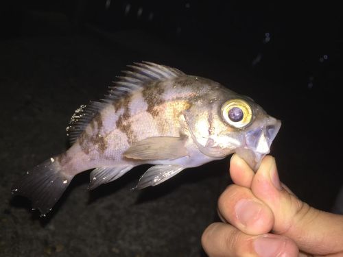 クロメバルの釣果