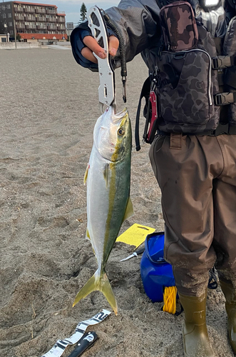 イナダの釣果