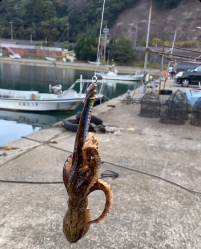 タコの釣果