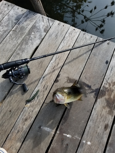 ブラックバスの釣果