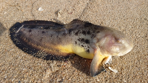 クサウオの釣果