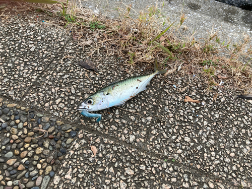 サバの釣果