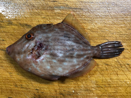 カワハギの釣果