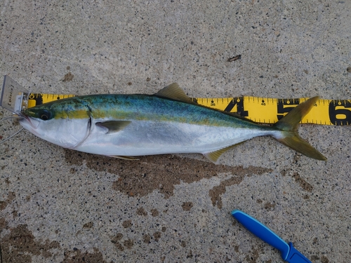 イナダの釣果