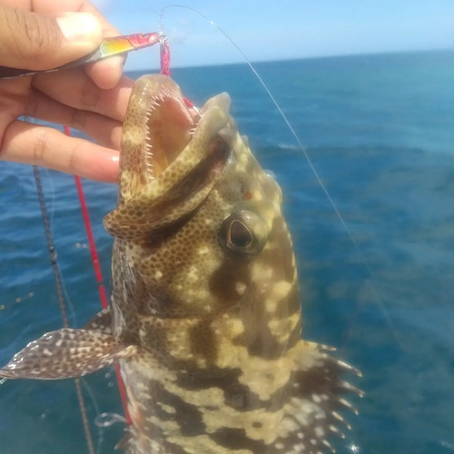 マダラハタの釣果