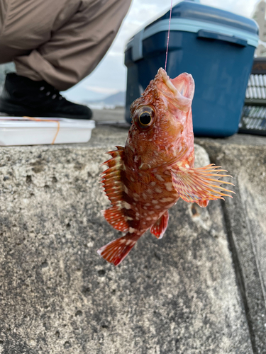 カサゴの釣果