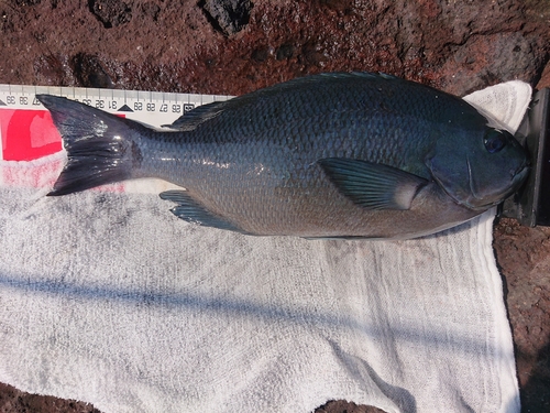 メジナの釣果