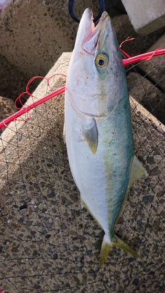 ハマチの釣果