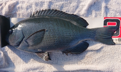 メジナの釣果