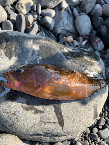 アコウの釣果