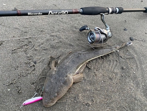 マゴチの釣果