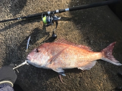 マダイの釣果