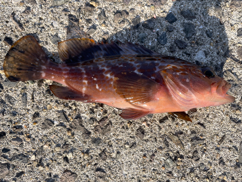 アコウの釣果