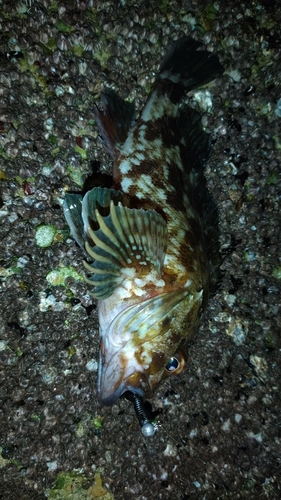 カサゴの釣果