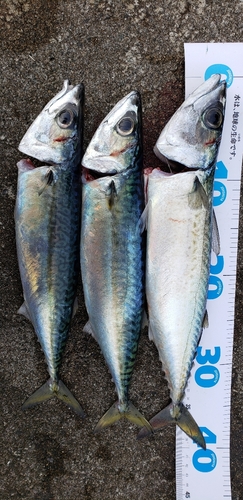 サバの釣果