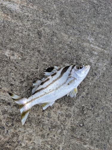 コトヒキの釣果