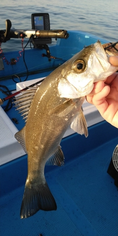 セイゴ（ヒラスズキ）の釣果