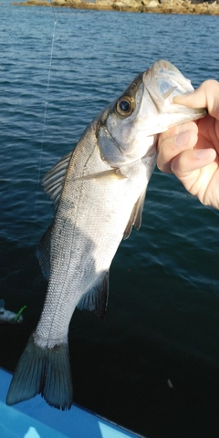 セイゴ（ヒラスズキ）の釣果