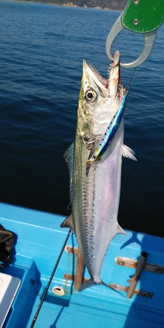 サゴシの釣果