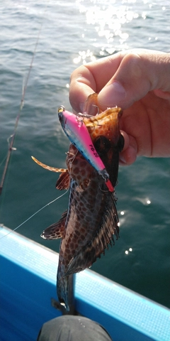 オオモンハタの釣果