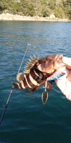 アオハタの釣果