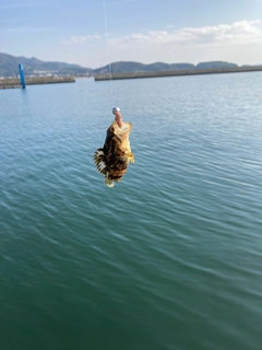 タケノコメバルの釣果