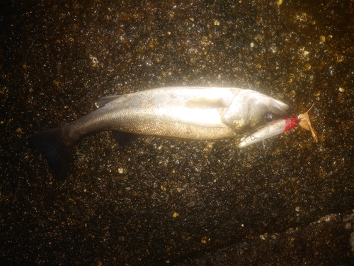 スズキの釣果