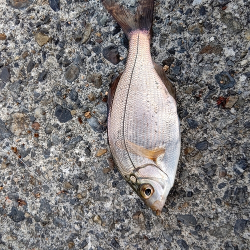 ウミタナゴの釣果