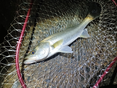 スズキの釣果