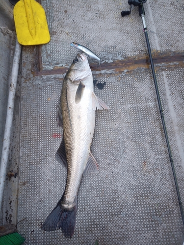 スズキの釣果