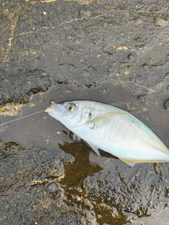 シマアジの釣果